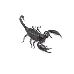 Scorpion isolated on white background