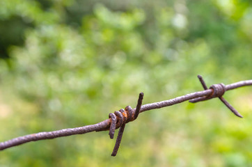 Barbed wire fence on a green background trees. Rusty and the old.