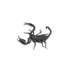 Scorpion isolated on white background