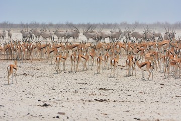 Springböcke (antidorcas marsapulis) und Oryx (Oryx gazella) im Etosha Nationalpark