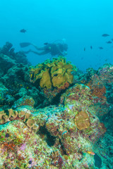 Fototapeta na wymiar A diver swimming over a coral ledge in the ocean, Maldives