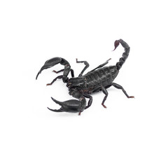 Scorpion isolated on white background
