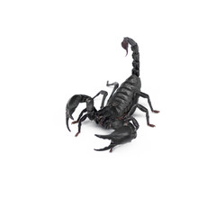 Scorpion isolated on white background