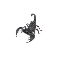Scorpion isolated on white background