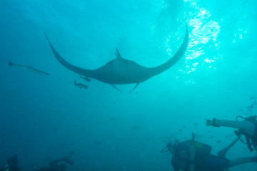 Underwater divers are watching mantas at a cleaning station, Mal
