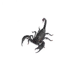 Scorpion isolated on white background