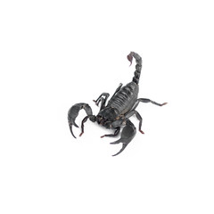 Scorpion isolated on white background