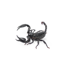 Scorpion isolated on white background