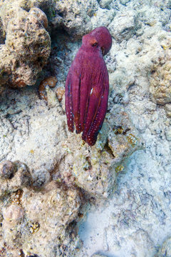 Fototapeta Alive red octopus sitting on coral reef, Maldives