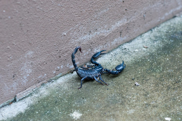 Asian black scorpion concrete floor background