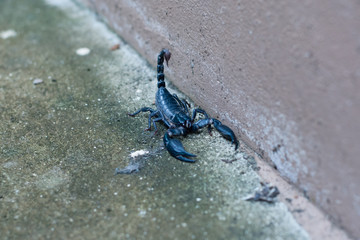 Asian black scorpion concrete floor background