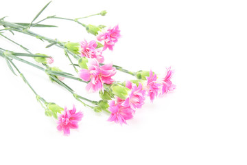 カーネーション