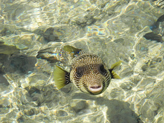 Arothron hispidus fish.
