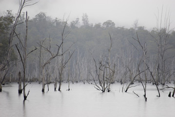 Fototapeta na wymiar flooded trees