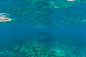 Fototapeta na wymiar Underwater from Bermuda Island
