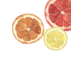 Watercolor citrus illustration. Hand painted orange, lemon and grapefruit slice background isolated on white background