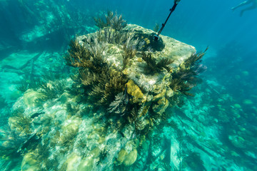 Underwater from Bermuda Island