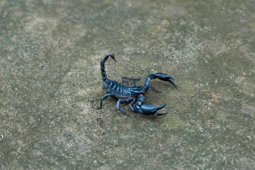 Asian black scorpion concrete floor background