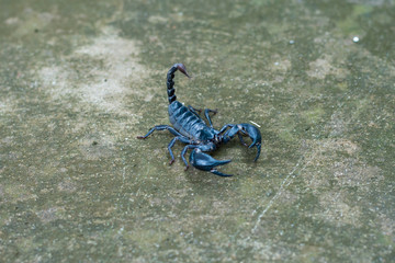 Asian black scorpion concrete floor background