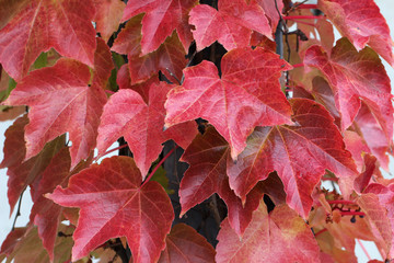 Beautiful autumn leaves of wild grapes