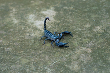 Asian black scorpion concrete floor background