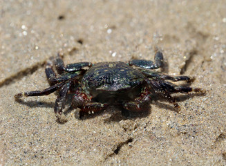 Krabbe (Brachyura), USA, Kalifornien, Strandkrabbe,