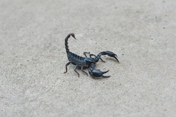 Asian black scorpion concrete floor background