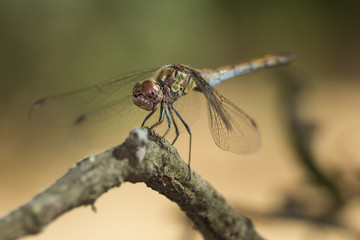 Dragonfly perched on a twig