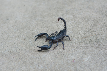 Asian black scorpion concrete floor background