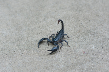 Asian black scorpion concrete floor background