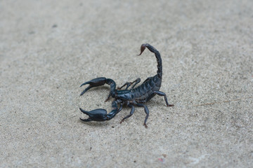 Asian black scorpion concrete floor background