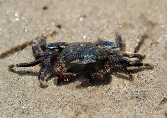 Krabbe (Brachyura), USA, Kalifornien, Strandkrabbe,
