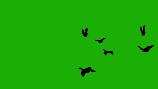 silhouette birds on green screen background (for horror, halloween movies)