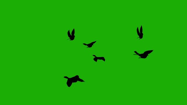 silhouette birds on green screen background (for horror, halloween movies)