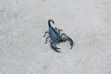 Asian black scorpion concrete floor background