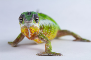 Chameleon Pardalis