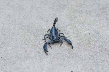Asian black scorpion concrete floor background