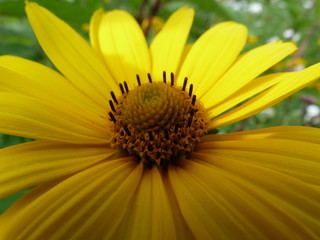 rudbeckia