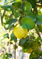 Meyve ağacı, Ayva ağacı