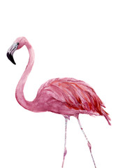 Watercolor pink flamingo. Exotic hand painted bird illustration isolated on white background. For design, prints or background