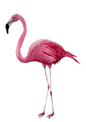 Watercolor flamingo. Exotic wading bird illustration isolated on white background. For design, prints or background