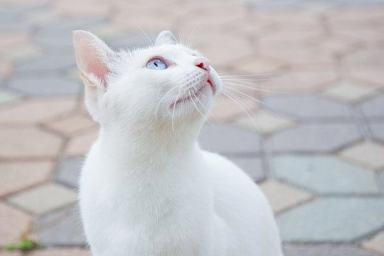 Portrait of a white cat with blue eyes close up.