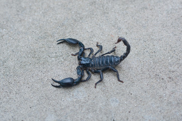 Asian black scorpion concrete floor background