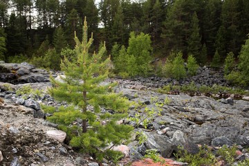 Small pine tree on rocks in tundra above Arctic Circle, Russia