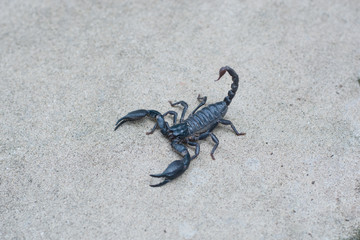 Asian black scorpion concrete floor background