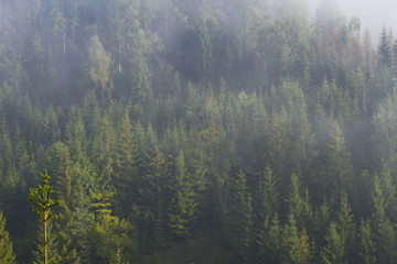 at morning dawn mist over forest in mountains