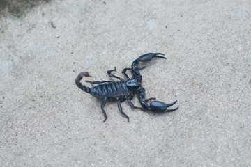 Asian black scorpion concrete floor background
