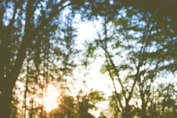 Blur image of pine forest background.(Processed in vintage colour tone)