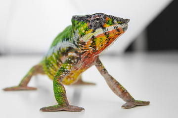 Chameleon Pardalis