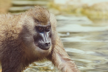 Baby Drill Monkey (Mandrillus Leucophaeus)